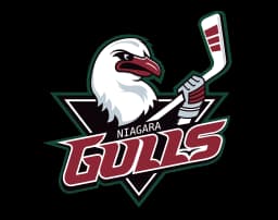 Gulls